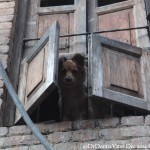 2014.12.15 Bhaktapur 40 Citywalk window pup ResizeBy Donna Yates CC BY-NC-SA