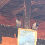 2014.12.15 Bhaktapur 41 Naga Pokhari birds ResizeBy Donna Yates CC BY-NC-SA